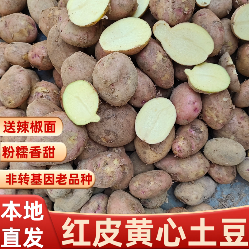贵州特产新鲜红皮大土豆洋芋迷你马铃薯粉面黄心大土豆农家自种