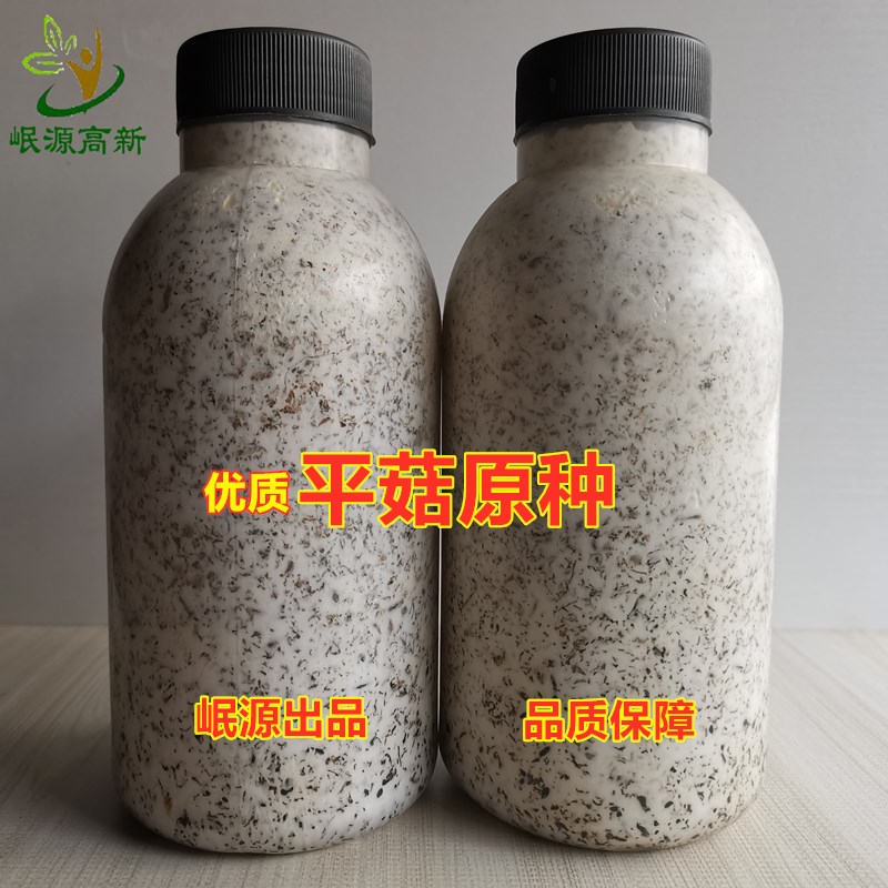 食用菌平菇二级原种蘑菇种子