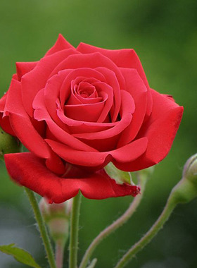 阳台纯红色大花月季苗梅朗口红玫瑰花型四季开花大花浓香不垂头