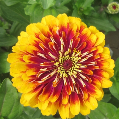 渐变色百日草花种子室内阳台盆栽多季观花不断易种易活室外种籽子