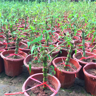 常青客厅小盆栽罗汉小竹子盆栽苗植物 佛肚竹盆景竹苗室内四季