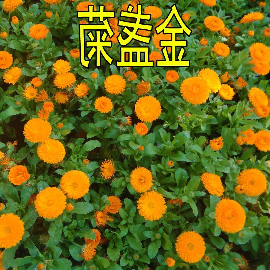矮生多年生花籽金盏菊秋天花四季种户外庭院花海秋季花草野花种子