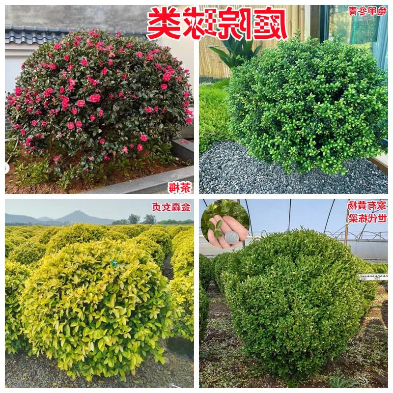红花继木球红叶石楠球树苗冬青黄杨金森女贞海桐球庭院工程绿化苗