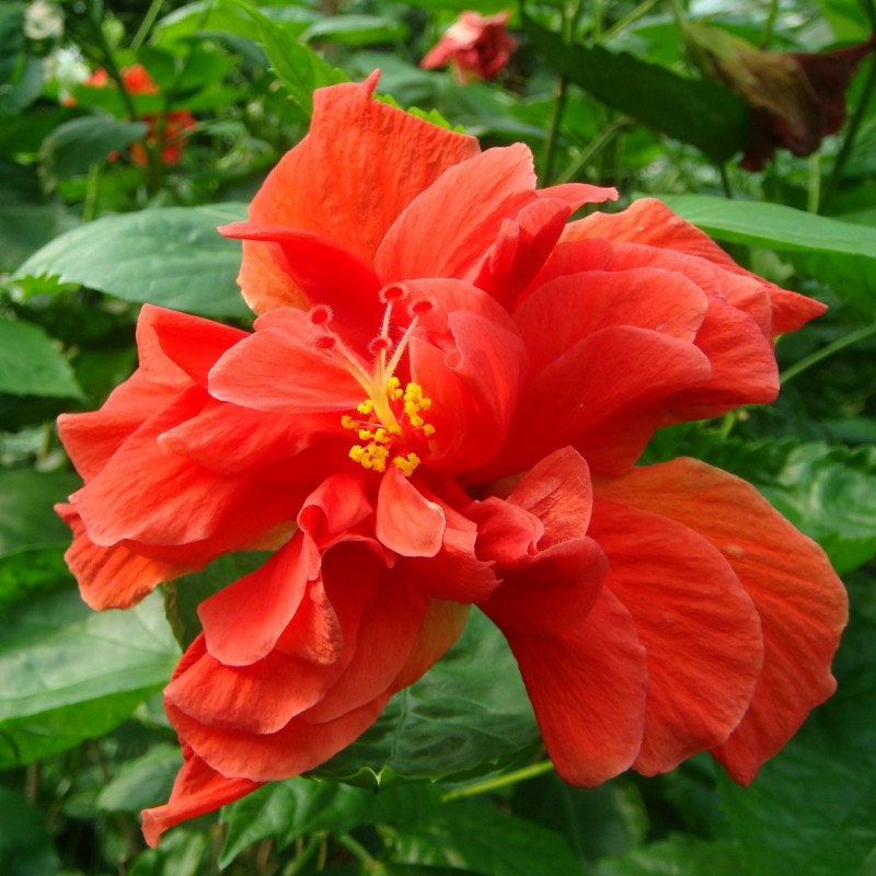 扶桑花苗盆栽朱槿牡丹芙蓉四季开花卉大花木槿花室内观花植物庭院