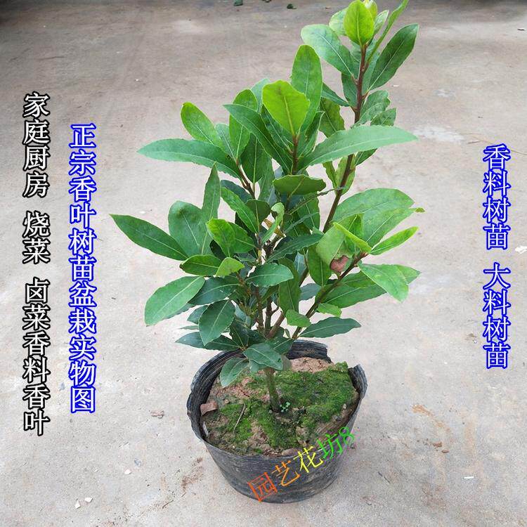 香叶树苗地中海月桂树食用调料树香叶苗庭院绿化植物四季常绿耐寒