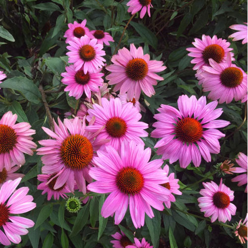 紫松果菊种子紫锥花宿根花卉种子多年生景观工程绿化草花种子易活