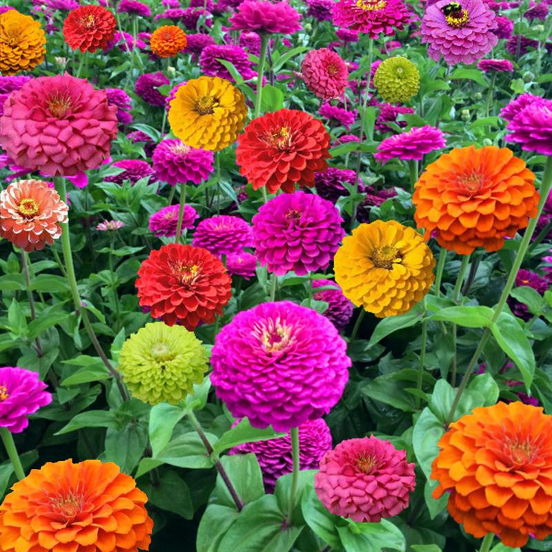 百日草花种子四季易播步步高花卉种子景观花海百日菊花籽四季观花