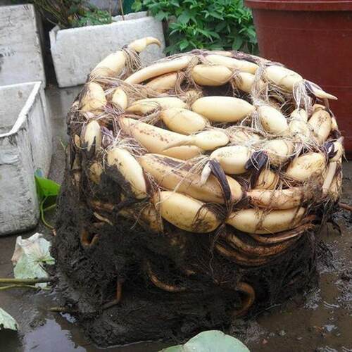食用藕种藕苗莲藕种根苗荷花盆栽水养缸桶水田池塘高产莲藕苗种植