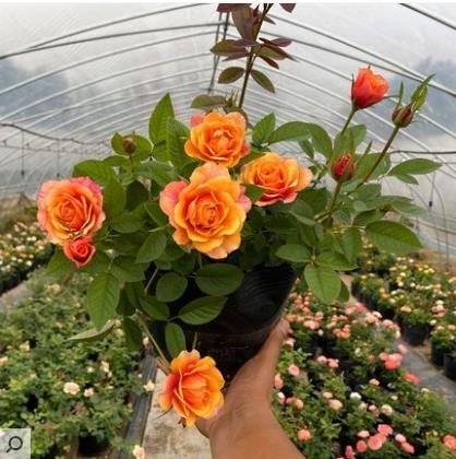 丹麦永恒系列之永远的艾帕索阳台大花月季花苗四季浓香玫瑰花