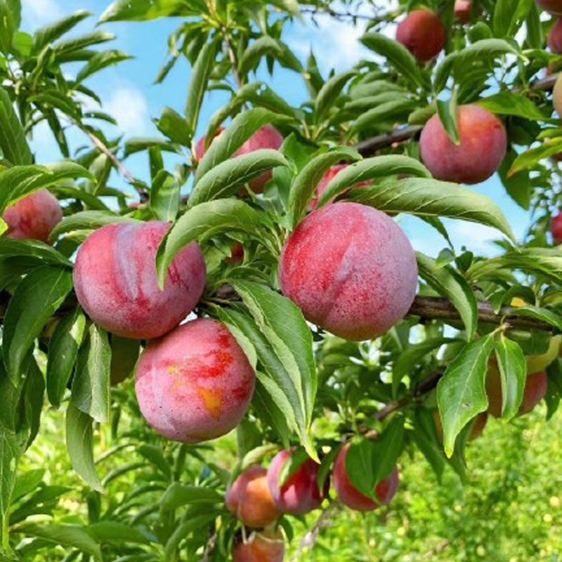 嫁接李子树苗脱骨李蜂糖李冰糖李清脆李脆红李盆栽地栽南