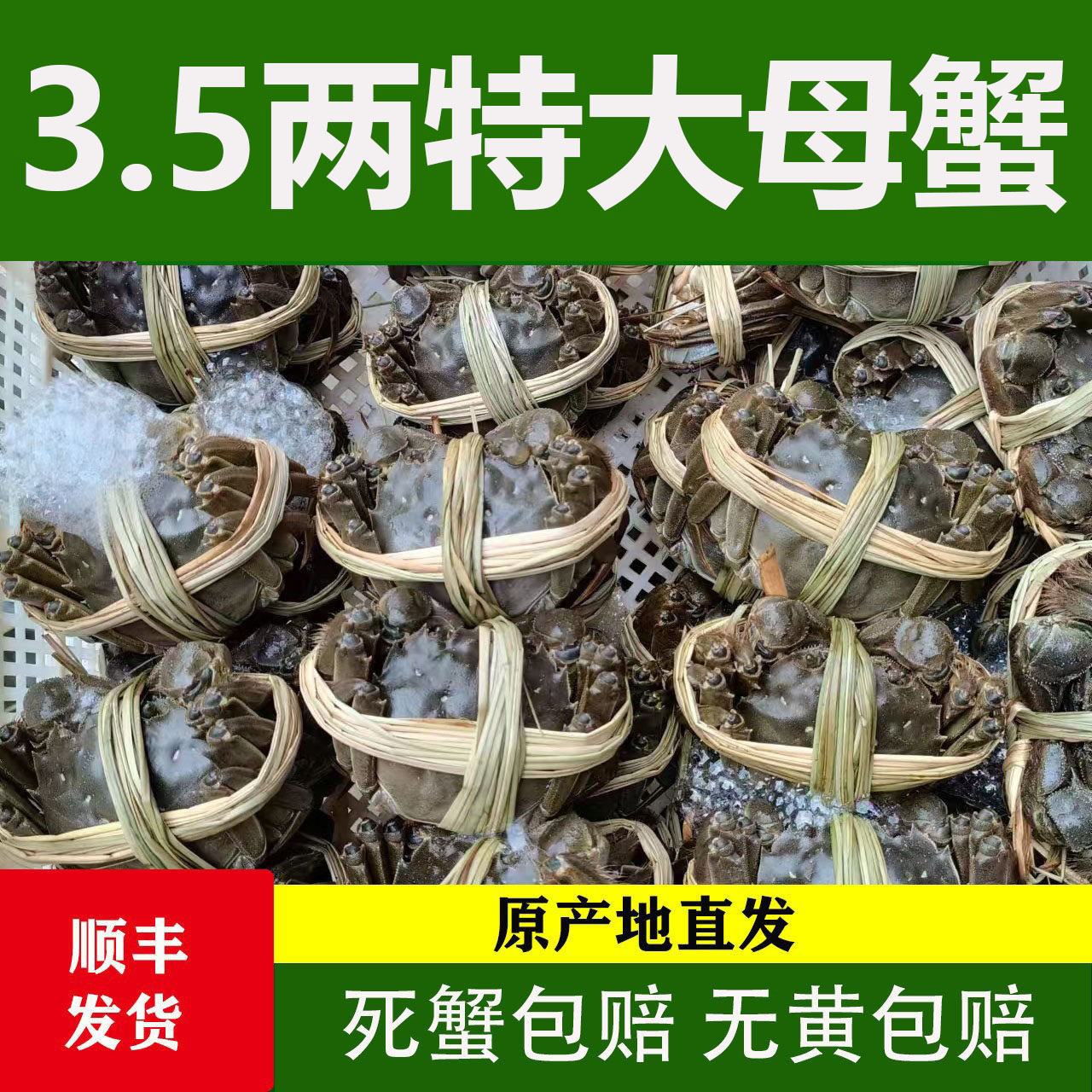 洪泽湖大闸蟹3.5两全母螃蟹10只
