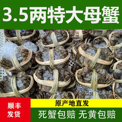 【活蟹】江苏洪泽湖大闸蟹鲜活3.5两全母螃蟹10只河蟹中秋礼盒装