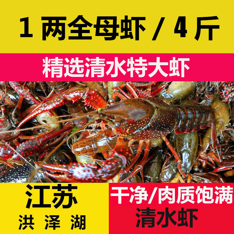 江苏洪泽湖清水小龙虾 新鲜活体特大盱眙小龙虾 全母虾两虾超大虾