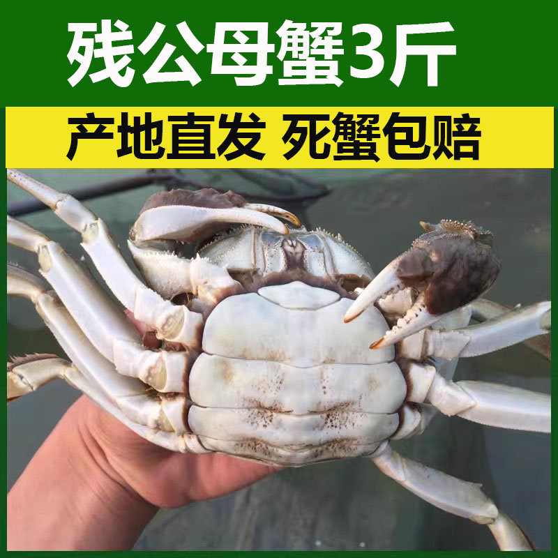 断脚蟹掉脚蟹全公母3斤