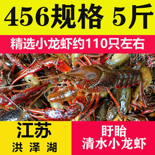 江苏盱眙清水小龙虾456钱5斤