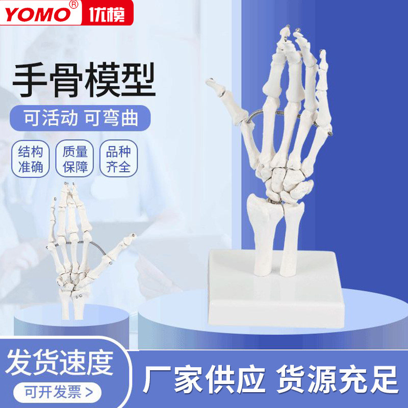 优模1比1手骨模型 手关节模型 医学教具仿真腕关节骨骼教具手指可弯曲
