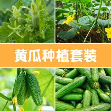 阳台蔬菜种植套装黄瓜家庭室内四季盆栽南北方农家菜种种籽孑包邮