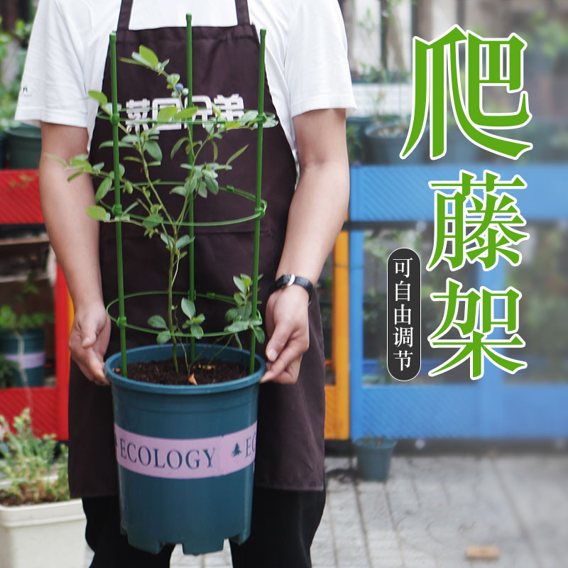 圆形爬藤架子花支架月季花架植物盆室内花卉支撑杆园艺铁线莲攀爬-封面