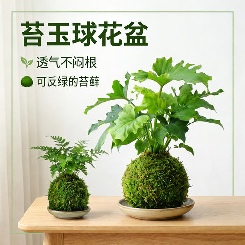 苔藓球花盆蝴蝶兰石斛兰米竹种植盆栽微景观青苔盆栽盆绿植盆透气