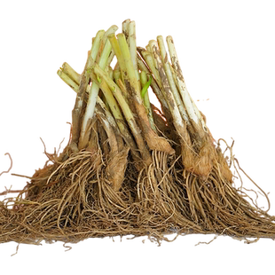 韭菜根苗现挖宽叶韭菜苗阳台四季蔬菜盆栽带根带土包活韭菜苗批发