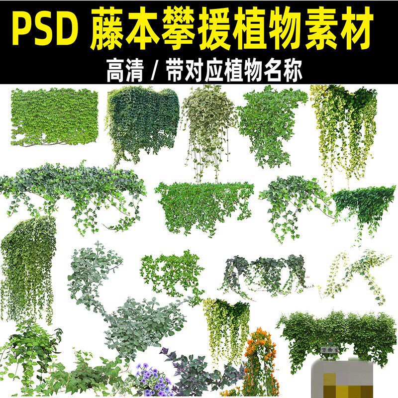ps常春藤垂吊牵牛炮仗花爬山虎六月雪藤本攀援爬藤植物psd素材