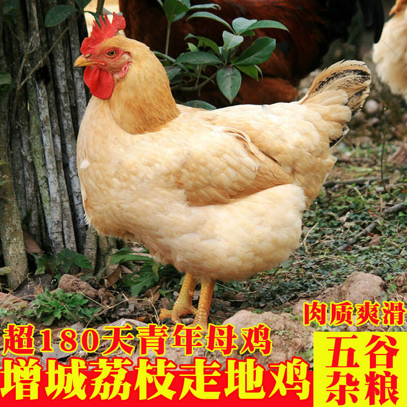 增城荔枝鸡5斤散养土鸡项跑山鸡广东农家走地鸡果园鸡白切鸡顺丰