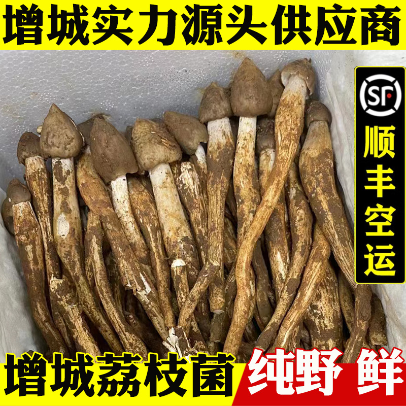 荔枝菌增城未开伞新鲜野生五月