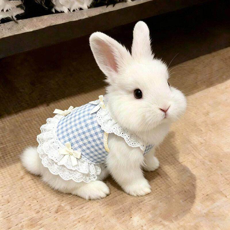 兔子专用衣服宠物兔兔夏天夏季薄款透气裙子侏儒安哥拉垂耳兔龙猫