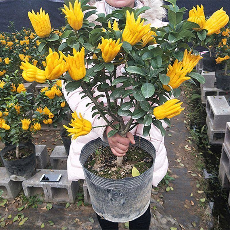 果树苗金佛手盆栽佛手盆景大苗南北方果苗室内外观果植物盆栽绿植