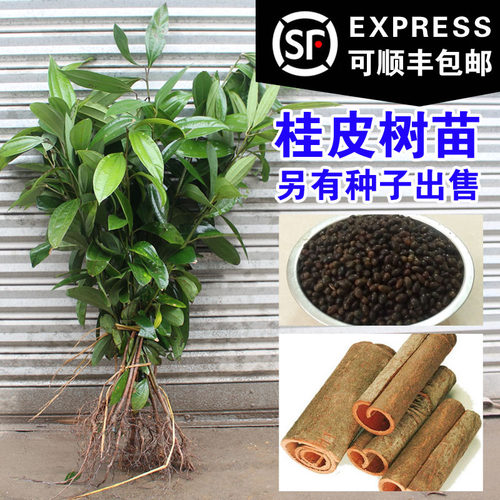 肉桂树苗桂皮树苗种子肉桂核