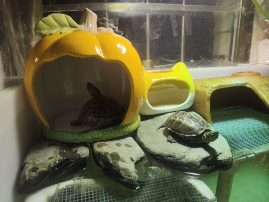 烨睦荣陶瓷窝多用途花枝鼠刺猬龙猫小鱼乌龟青蛙鹦鹉通用躲避屋房
