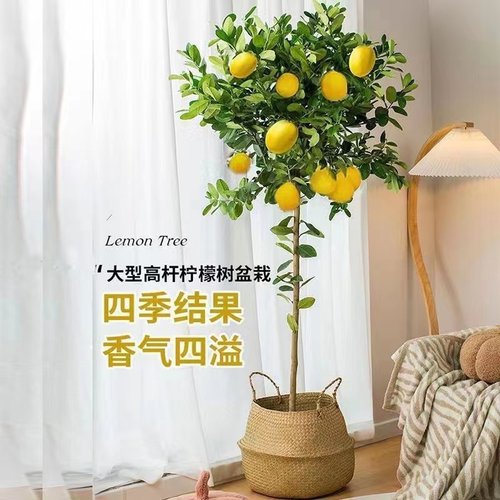 香水柠檬树带果老桩树