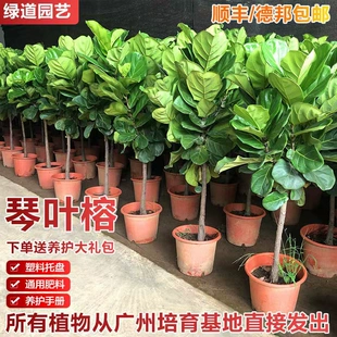 琴叶榕盆栽客厅室内大型绿色植物大叶四季 好养型棒棒糖绿植吸甲醛