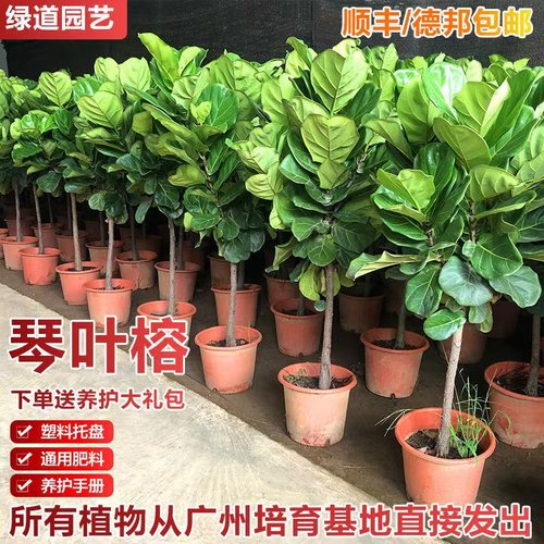 盆栽琴叶榕散光型绿植北欧风