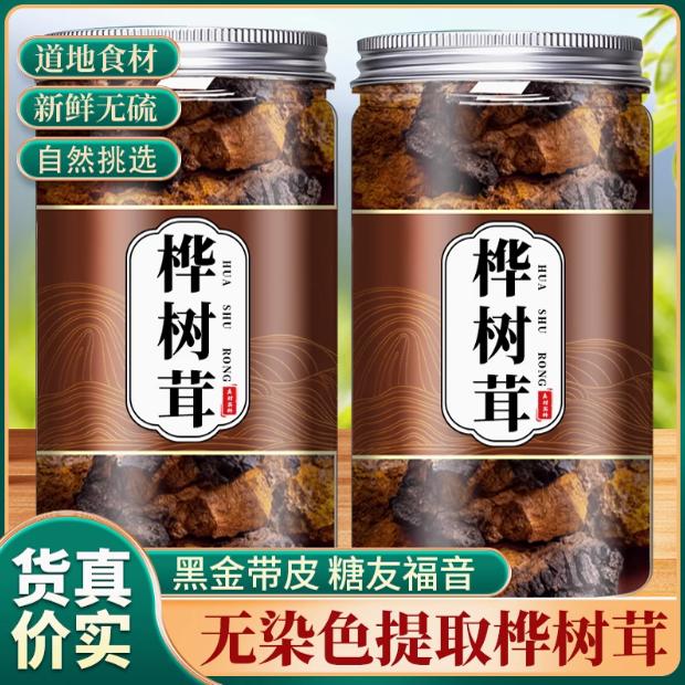 桦树茸野外生长白山黑金颗