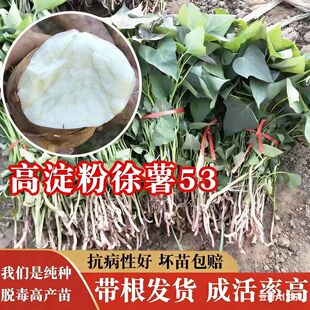 白心板栗高淀粉红薯苗9408徐薯53地瓜苗苗红薯秧苗地瓜苗出淀粉用