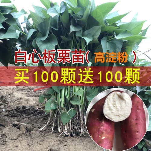 白心板栗红薯苗美国9408高淀粉苗商薯19地瓜苗徐薯53短藤高产秧苗