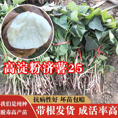 商薯19白心板栗薯苗高淀粉济薯25红薯苗种地瓜苗秧脱毒种苗山芋