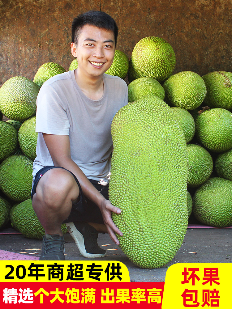 菠萝蜜海南黄肉菠萝蜜一整个新鲜水果包邮三亚树波罗蜜20-25-30斤