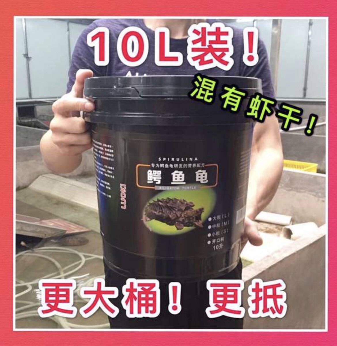 鳄龟苗大鳄佛鳄鳄鱼龟小鳄龟幼苗