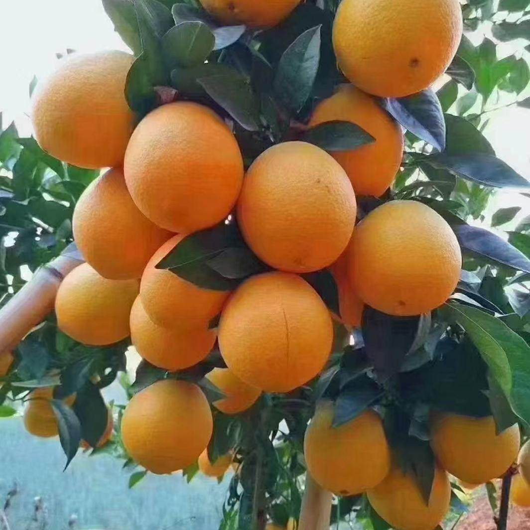 赣南脐橙重9.5斤新鲜橙子当季整箱水果正宗江西赣州孕妇现摘先发,水产肉类/新鲜蔬果/熟食,橙,淘宝优惠券,粉丝福利购,淘宝优惠卷