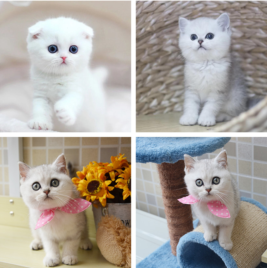 出售纯种英国短毛猫 银渐层猫幼猫活体 英短渐层 折耳猫 宠物猫咪