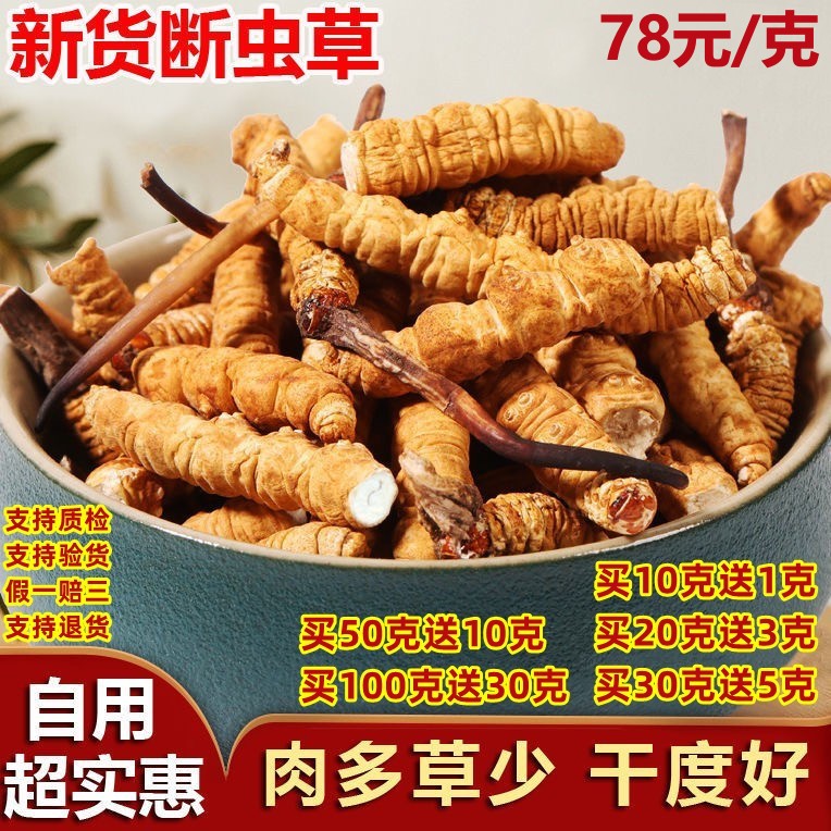 正品野生断虫草青藏高原断冬虫夏草西藏那曲精选大号干货断虫草