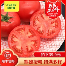 【绿行者】桃太郎粉新鲜自然熟西红柿