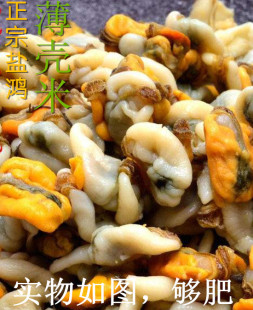 潮汕特产 新鲜薄壳 红肉米 薄壳米 海瓜子 手工大个薄壳米250g