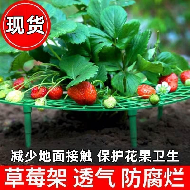 家庭草莓种植支架种植架防倒伏