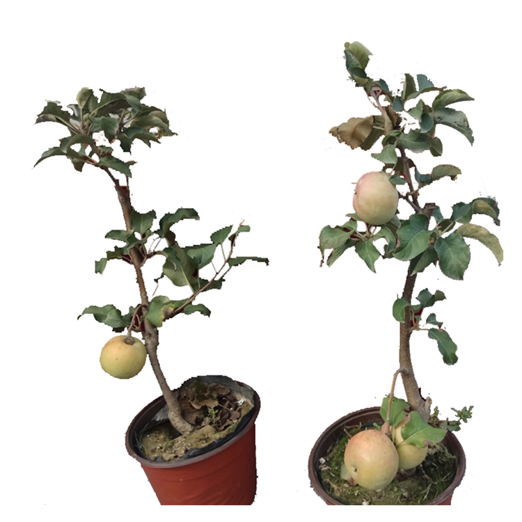 矮化苹果苗盆栽红富士果树苗南北方种植苹果树苗嫁接树桩
