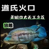 道氏火口·狼鲷【美鲷四大天王】大型热带鱼 猛鱼 好养