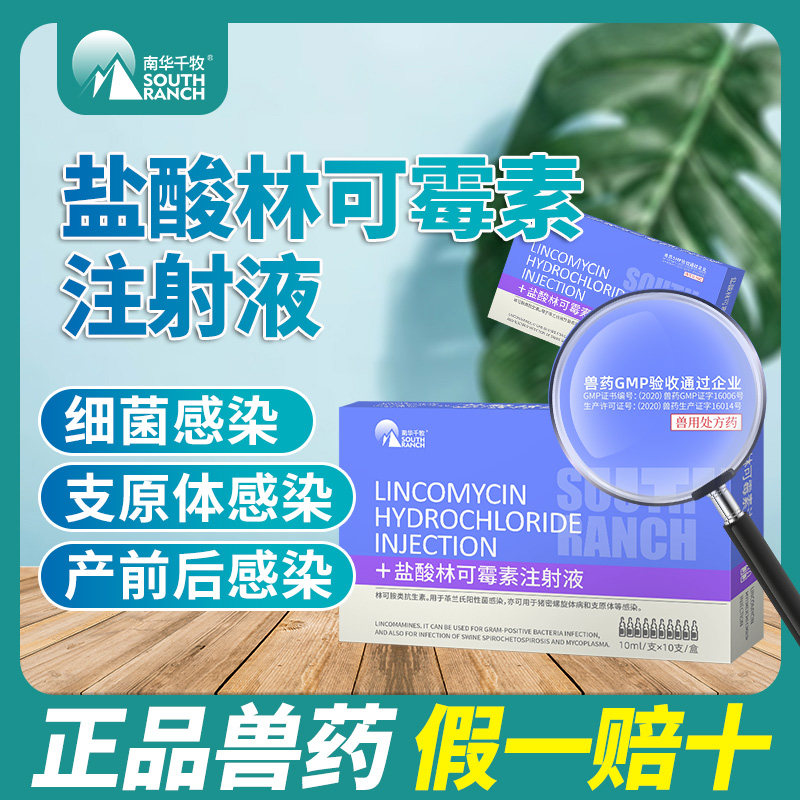 盐酸林可霉素液注射液兽用正品兽药猪牛羊母猪保健品产后消炎针剂