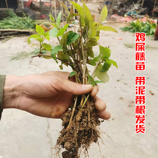 鸡屎藤苗新现挖带泥带根发货盆栽臭藤通气藤 消食藤 鸡矢藤